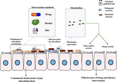 Intestinal Microbiota-Associated Metabolites: Crucial Factors in the Effectiveness of Herbal Medicines and Diet Therapies